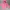 Hoodie Zipper GAP Pink