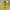 Hoodie AAPE spongeboob photo 1