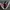 Adidas Varial Grey Black Red High photo 1