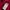 Jacket Polar Millet Pink photo 4
