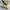 CONVERSE 70s ALL STAR YELLOW photo 2