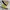 CONVERSE 70s ALL STAR YELLOW