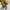 CONVERSE 70s ALL STAR YELLOW photo 5