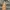 Dickies Carpenter Black Ripped photo 5