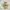 Converse Cons Pro CT Sunflower photo 5