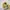 Converse Cons Pro CT Sunflower photo 4