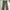 Uniqlo long pants flat front chinos photo 4