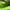 Adidas Adizero Evo SL Lucid Lemon photo 6