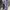 St Jhons Bay Chino Size 36 photo 6