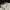(BARU) Polo Shirt Pocket Patrizio Francesca Italy White Bone photo 2