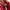 Puma Speedcat OG Red White photo 5