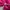 Vintage 90s Ysl Yves Saint Laurent Fuchsia Small Logo Longsl photo 7