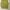 Cottagecore Indie Vest Pria Green
