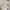 GENTLEWOMAN Lolita Cardigan Wanita cream photo 4