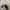Converse Chuck Taylor All Star 70S High Dark Beetroot photo 6