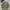 WINDBREAKER JAKET KISS ME CAMOFLAUGE photo 2