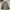 WINDBREAKER JAKET KISS ME CAMOFLAUGE photo 3