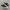 Converse Chuck Taylor All Star 70S Low Dark Root Brown photo 2