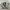 Sweatshirt Crewneck Ambler S photo 4