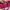 Bslen small pink photo 4