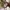 Polo Ralph Lauren beige Barcode Iconic photo 7