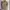 Polo Ralph Lauren beige Barcode Iconic photo 10