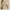 Polo Ralph Lauren beige Barcode Iconic photo 4