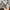 Sweatshirt Crewneck Adidas Essentials Abu photo 7
