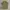 Timberland Casual Polo shirt Pria green photo 1