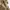 DogTown Vintage Y2K Formal shirt Pria brown photo 8