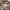 DogTown Vintage Y2K Formal shirt Pria brown photo 5