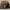 Topi Polo by Ralph Lauren Casual Brown Travis Scott OSFA Sec photo 4