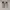 Adidas Advantage base white photo 3
