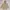 APC APACHE PULLOVER FIELD COAT JACKET SAFARI photo 1