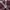 Big John Vintage Formal shirt Pria red photo 6
