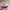 Coach Y2K Tas dompet Wanita pink photo 5