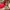 Christian louboutin FOSSILIZA 100 GLITTÉR size 36 insole photo 6