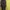 Benhill woman. Long shirt strip brown.  photo 1