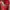 Streetwear Sportswear Hat Pria red photo 4