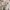 Sejauh Mata Memandang Casual Wrap dress Wanita cream photo 6