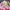 Japanese brand Luxury Lolita Cardigan Wanita multicolor photo 4
