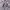 Uniqlo Parasut Lightweight AOV Grey Second  photo 7