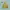 Uniqlo Parasut Lightweight Pocketable Yellow Second  photo 1
