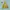 Uniqlo Parasut Lightweight Pocketable Yellow Second 