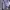 Cardigan Purple List Putih Wanita photo 3