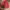Beanpole Casual Bomber jacket Wanita red photo 1