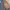Carhartt Vintage Casual Harrington jacket Pria tan photo 4