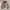 Carhartt Vintage Casual Harrington Jacket Pria Tan