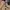 Carhartt Vintage Casual Harrington jacket Pria tan photo 3
