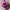 Adidas ADH1891 Candy Hot Pink  photo 3
